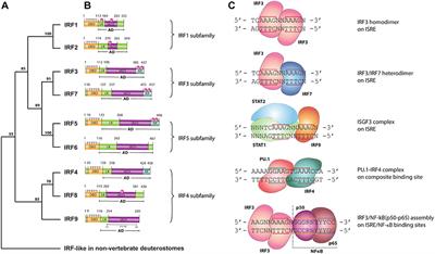 Direct Inhibition of IRF-Dependent Transcriptional Regulatory Mechanisms Associated With Disease